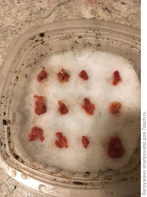 Опытный посев 19.02.2023