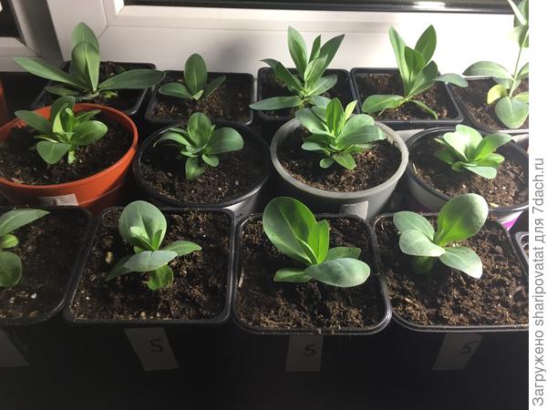 В центре - рано закустившаяся низкорослая Загадка