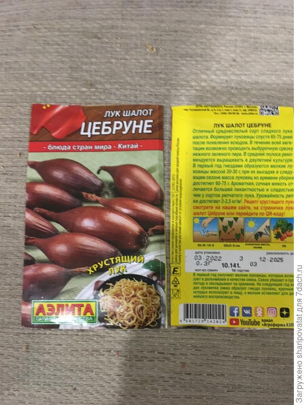 Китайский лук Цебруне