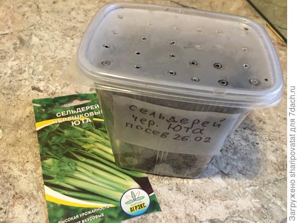 Посев сельдерея 26.02.2023