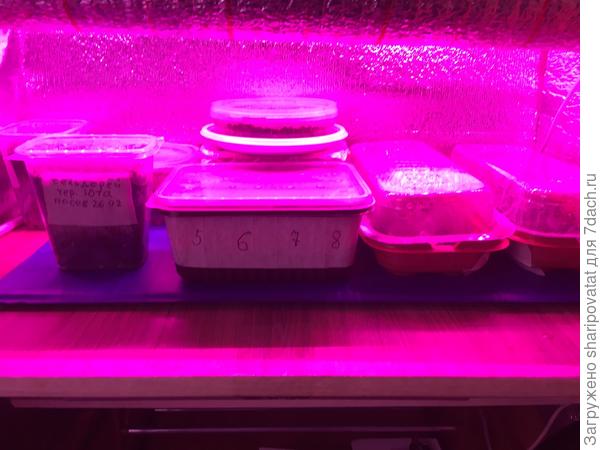 На теплой полке под фитолампой