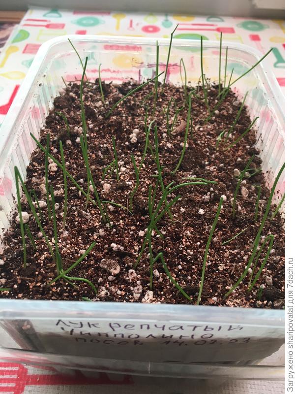 Смелый &quot;итальянец&quot; Чипполино взошёл вопреки зимним &quot;санкциям&quot;!