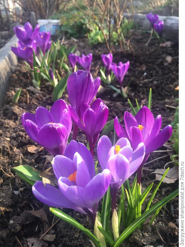 Первые первым!