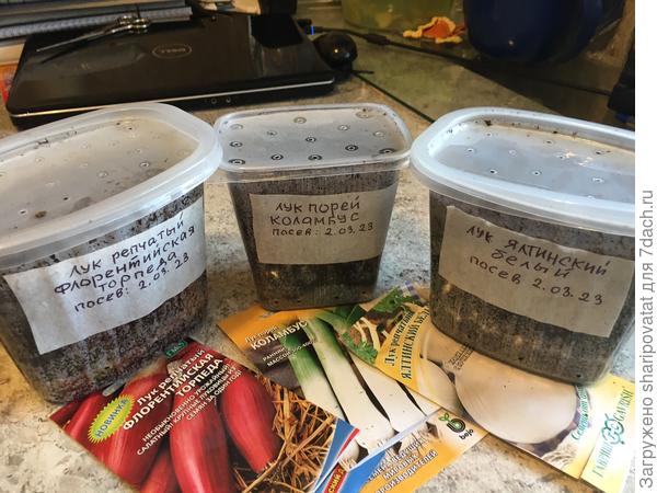 Весенний посев лука 2.03.2023