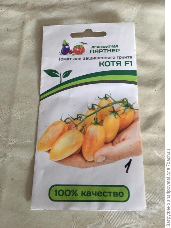Любимец Котя