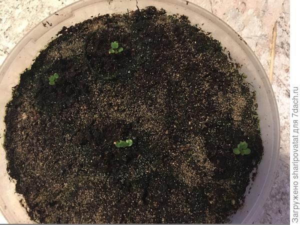 Капризная Кокетка (посев 16.02)