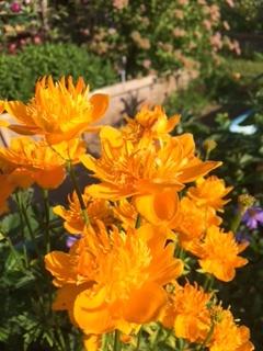 От чистого сердца с уральского сада