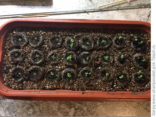 Лобелия, бакопа и петуния в мини-таблетках через неделю после посева гранулами