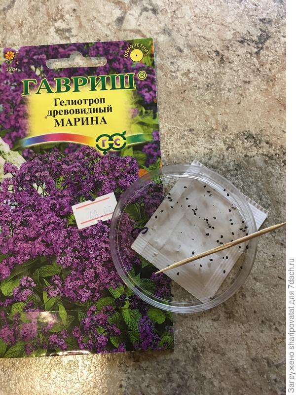 Семена гелиотропа древовидного Марина