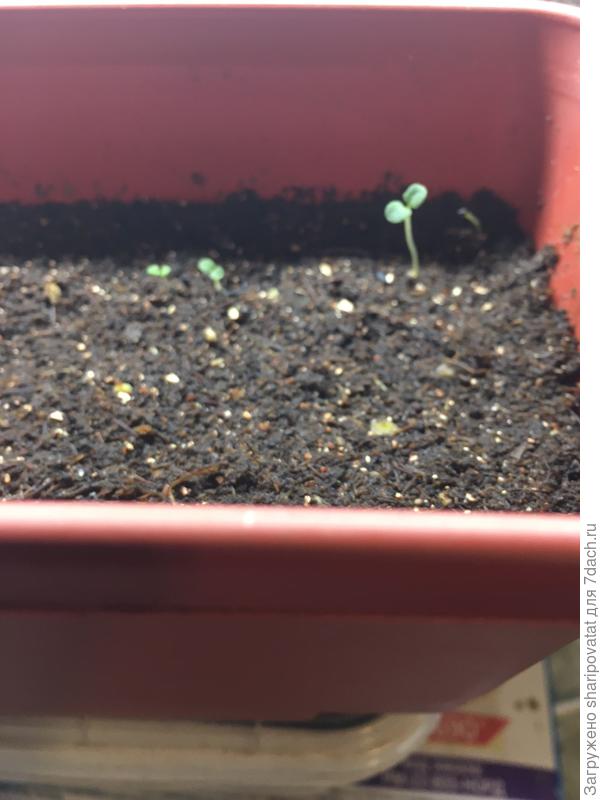 Посев гелиотропа поверхностно без бороздок