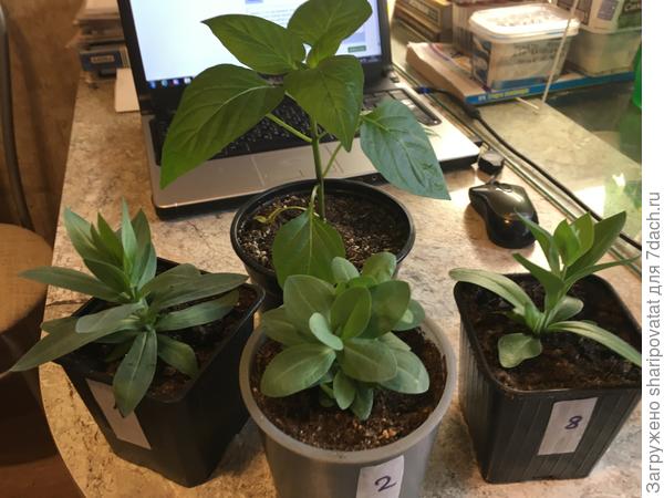 Ранние посевы эустомы и перца