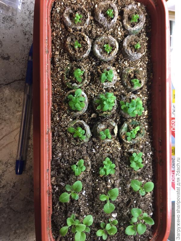 Посев в мини-тепличку