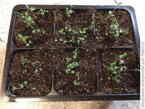 Чабрец после пикировки