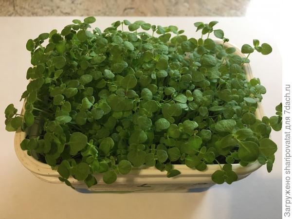 Всходы львиного зева