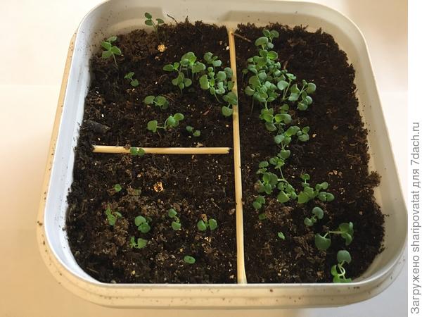 Частичные всходы чабреца