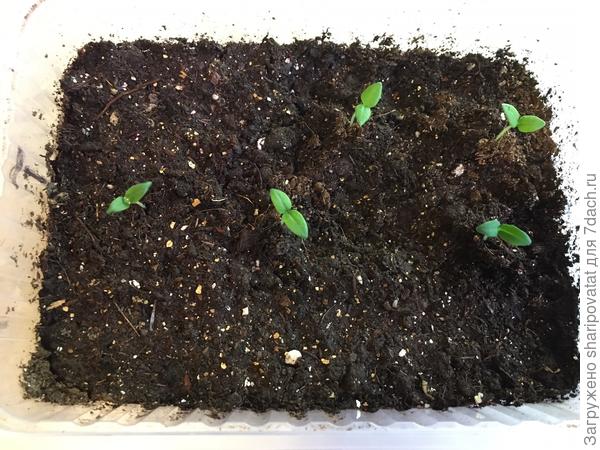 Первые всхода физалиса на третий день от посева