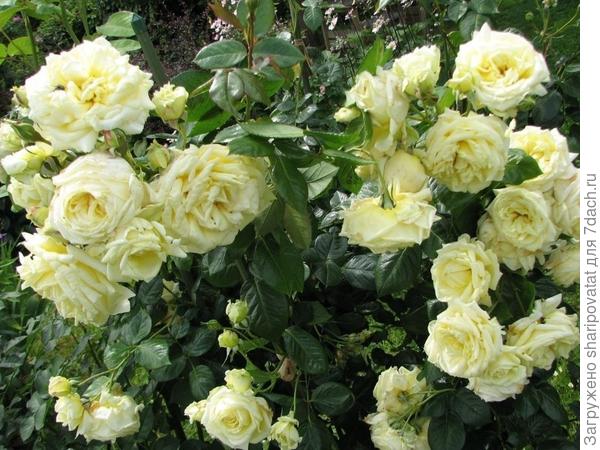 П о з д р а в л я ю!