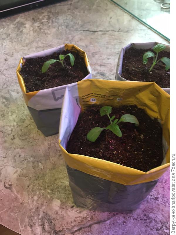 Увеличение высоты пакетного стакана