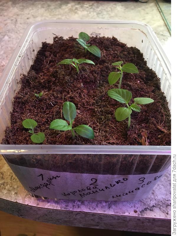 Физалис расширяет ассортимент.