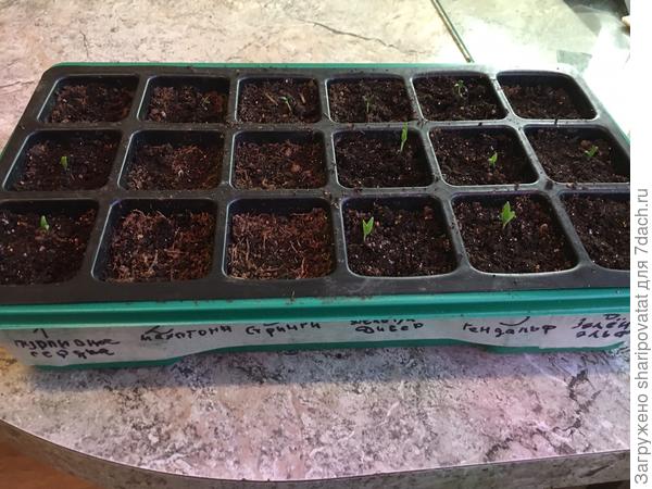 Крошки гномы стартовали (два нижних ряда в лотке)