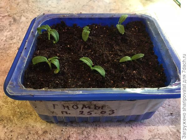 Слева направо: Сладкая Сью, Апельсиновый крем, Бой с тенью через 9 дней после посева.