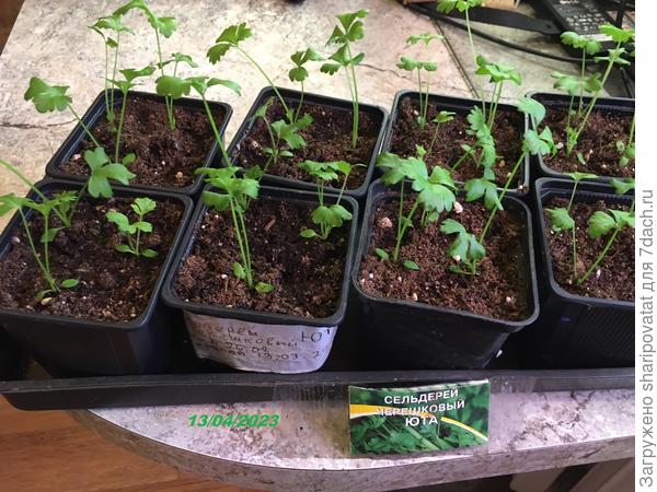 Сельдерей Юта через месяц после букетного посева и пересадки в стаканчики