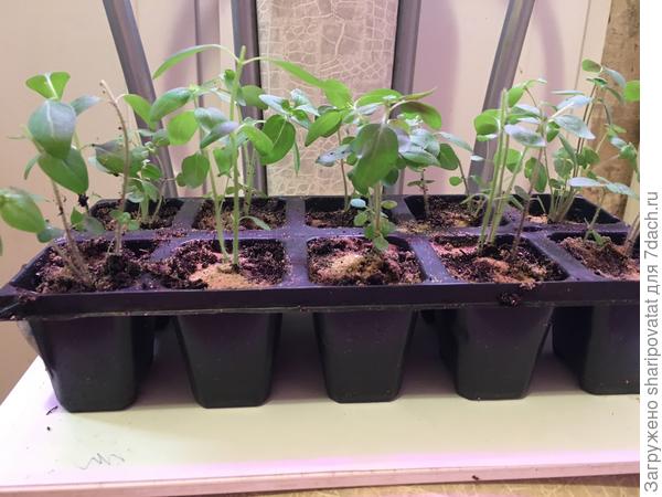 Львиный зев после естественной убыли и частичного прореживания