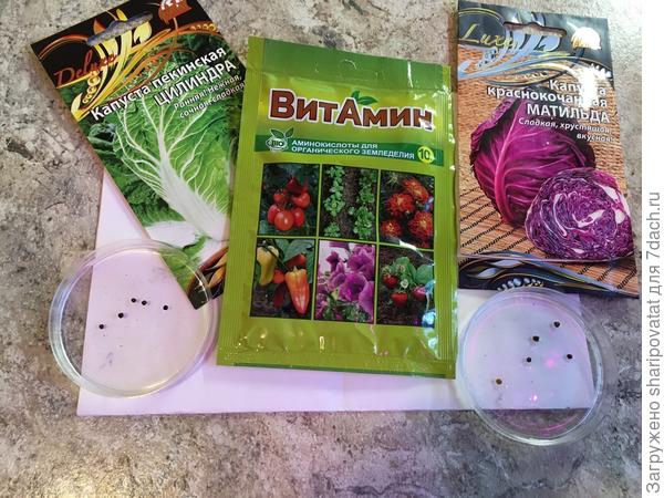 Перед посевом, согласно предложенной агротехники, замочила на час в растворе ВитАмина.