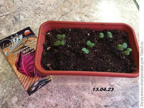 Полные всходы Матильды