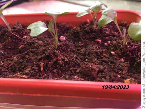 Настоящие листочки у краснокочанной капусты не спешат появляться