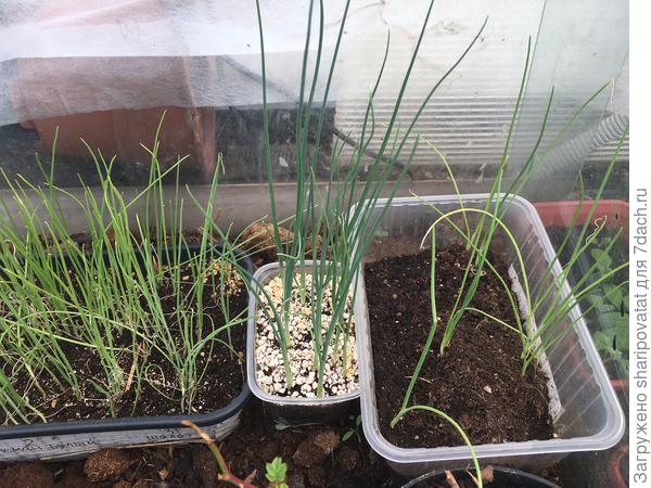 Желтеющий и неуклонно редеющий лучок последнего посева (слева), пока еще держащий марку порей Коламбус в центре и &quot;плешивый&quot; Дед справа