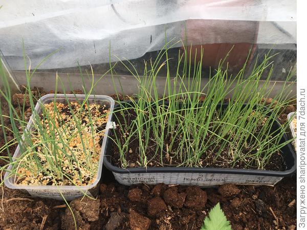 От некогда впечатлявшего всходами Чипполино (слева) осталась жиденькая треть лотка.