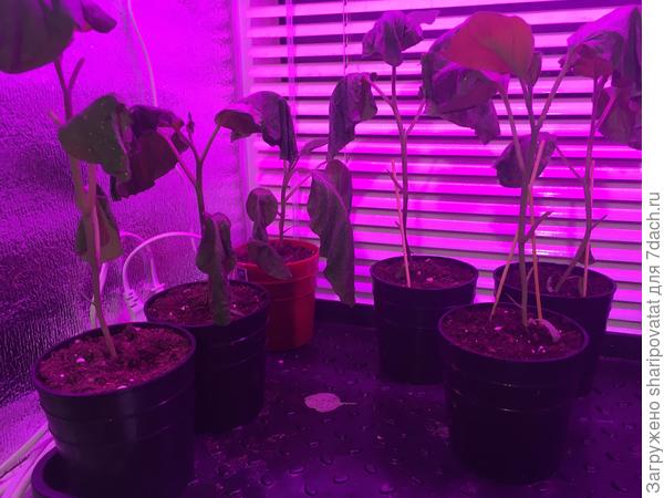 Баклажаны на второй день после обработки.