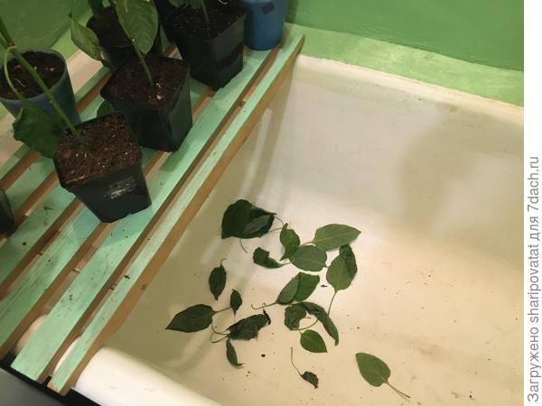 Рукотворный листопад