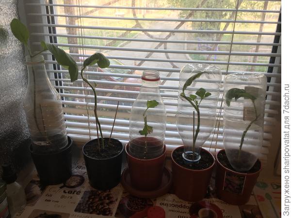 Однако, не все баклажаны «согласились» на продолжение тестирования…