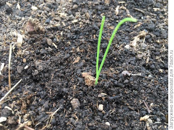 Стойкий, но одинокий грустный Тристан