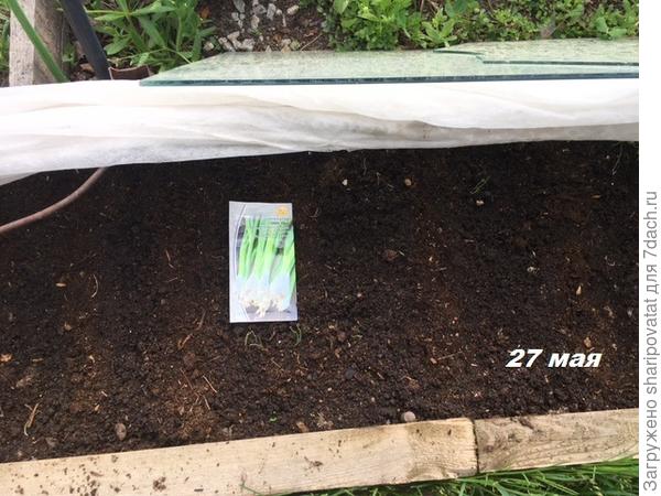 Повторный посев оставшихся семян лука Тристан для более продуктивного тестирования