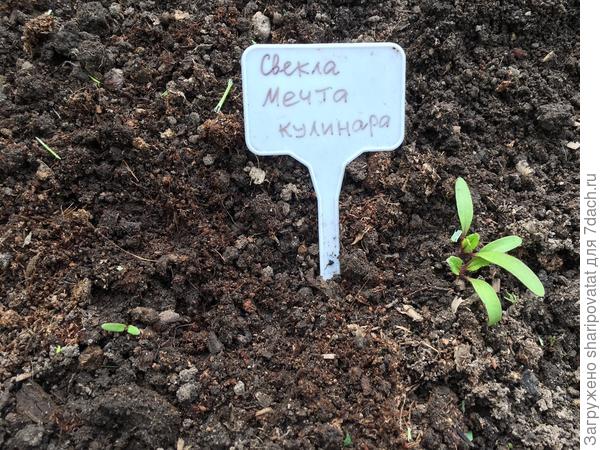 "Мечта кулинара в открытом грунте