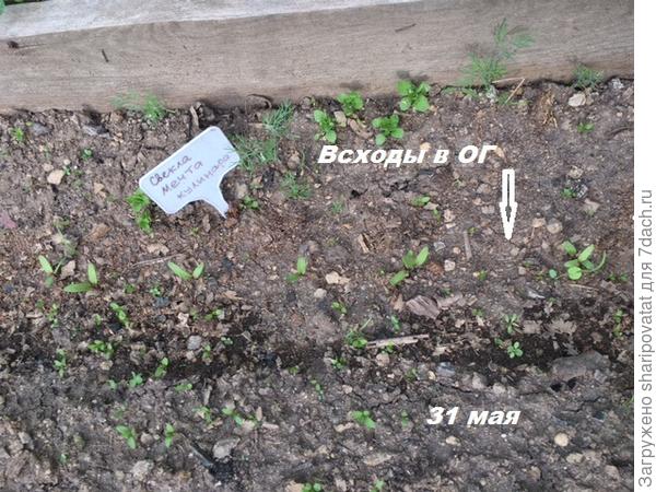 Появление настоящих листиков "Мечты кулинара" в ОГ