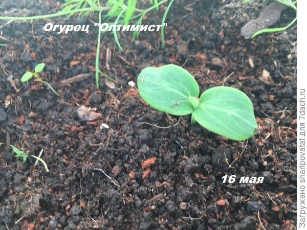 Всходы и наметившиеся настоящие листики