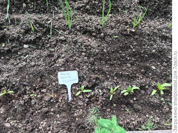 "Мечта кулинара" в ОГ 6 июня на неделю отстает от тепличной