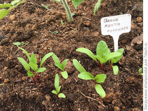 "Мечта кулинара" в теплице