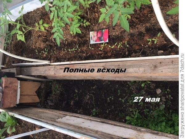 Полные всходы в теплице