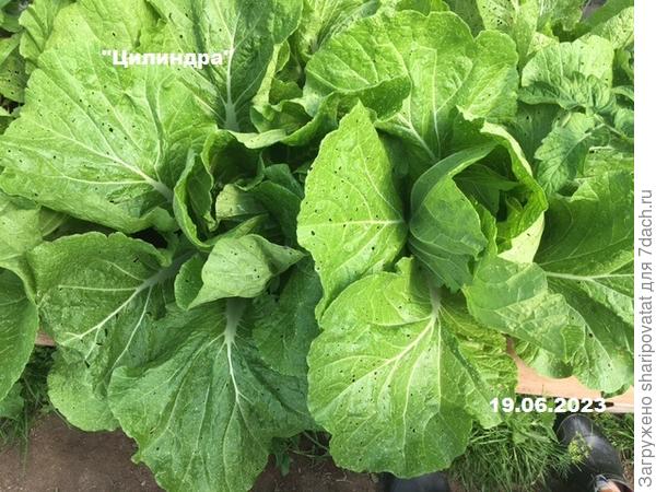 Переход к формированию кочанов