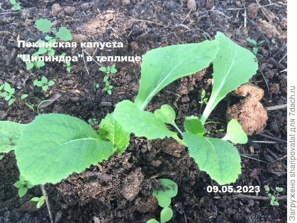 «Цилиндра» в возрасте 2 недель от посева.