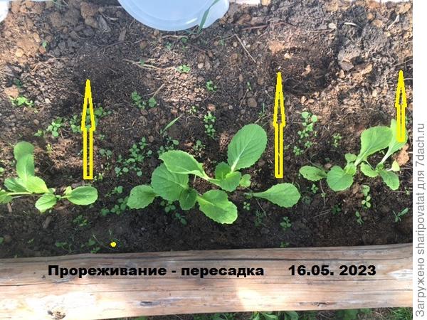 Пересадка во второй ряд