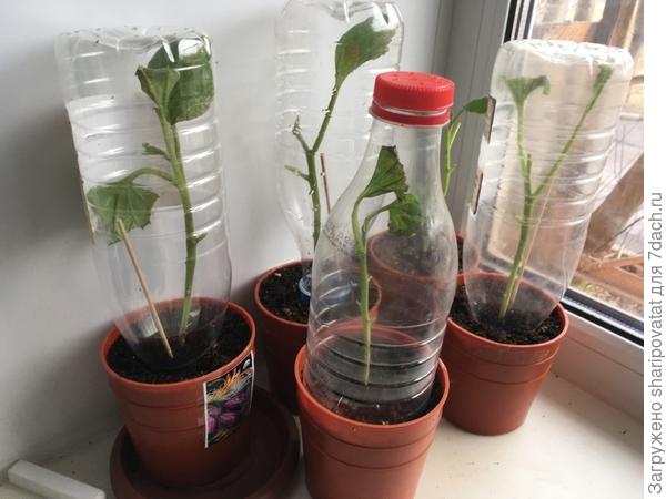 "Реанимация" пострадавших баклажанов