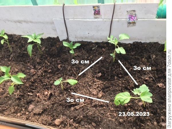 Размещение баклажанов "Полосатый бок" в теплице на грядке с перцами