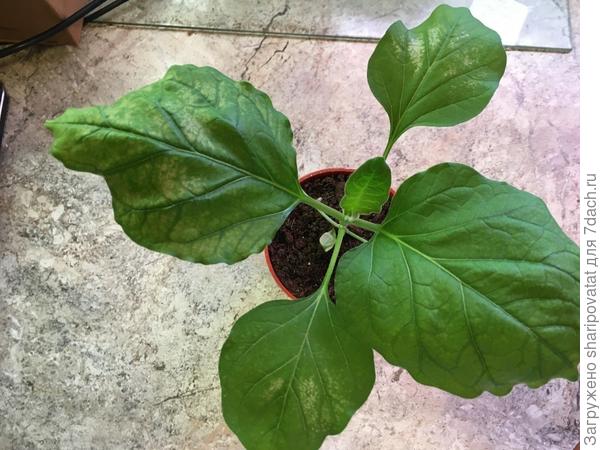 "Полосатый бок" с неблагополучными листьями