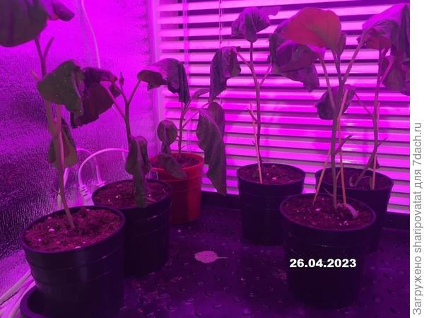 Баклажаны через 2 дня после «убойной» обработки против вредителей.